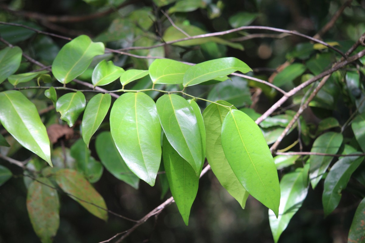 Xanthophyllum zeylanicum Meijden